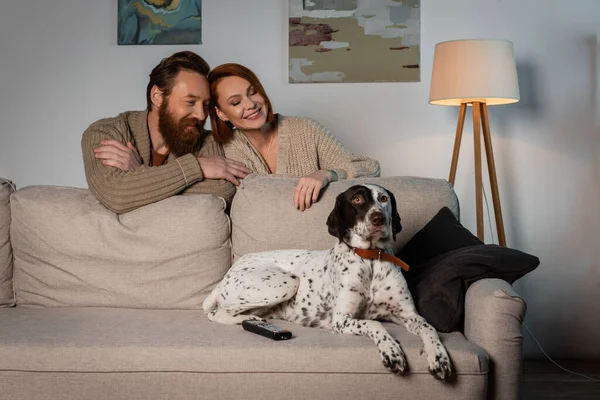 Positive couple looking at dalmatian dog near remote controller n couch at home - foto de stock