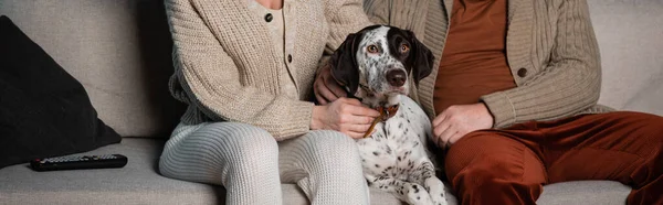 Cropped view of couple petting dalmatian dog near remote controller on sofa at home, banner — Photo de stock