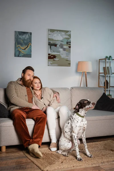 Adulto casal abraçando no sofá perto de cão dálmata na sala de estar — Fotografia de Stock
