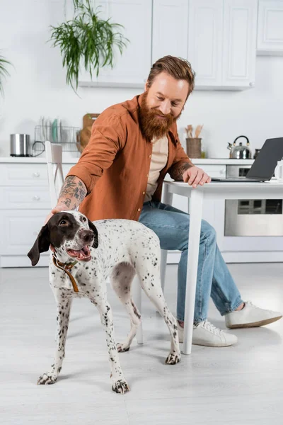Positive tattooed man petting dalmatian dog near laptop and cup in kitchen — Photo de stock