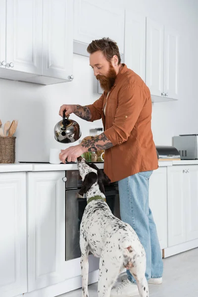 Бородатый человек наливает кипяченую воду в чашку с чаем рядом с далматинской собакой на кухне — стоковое фото