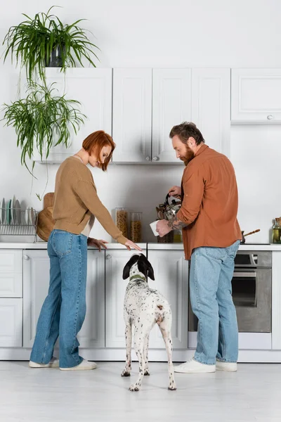 Seitenansicht einer Frau, die Dalmatinerhund streichelt, während ihr Mann in der Küche Tee kocht — Stockfoto