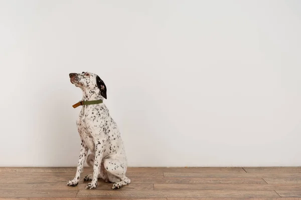 Dalmatian dog in collar sitting on floor near white wall at home — Photo de stock
