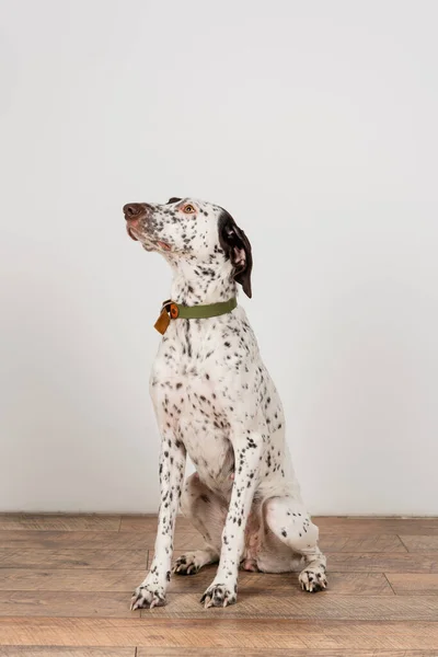 Dalmatian dog with collar sitting near white wall at home — Photo de stock