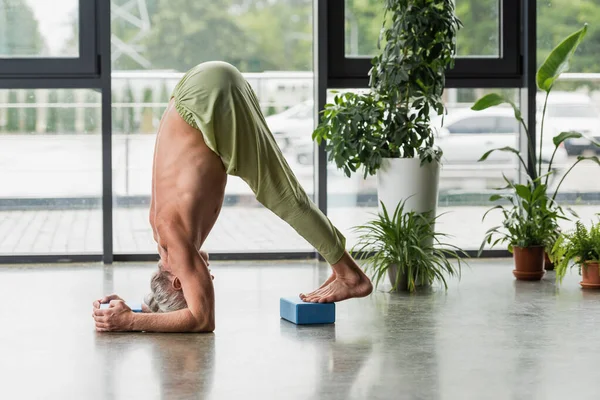 Homme aux cheveux gris faisant pose de yoga pyramidale sur bloc de mousse bleue et plantes en studio — Photo de stock