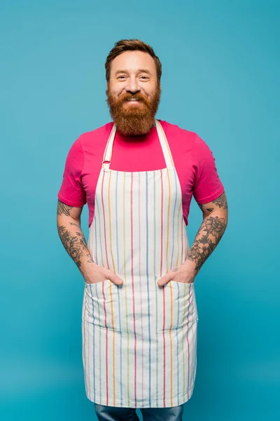 Pleased bearded man in magenta t-shirt posing with hands in pockets of striped apron isolated on blue - foto de stock