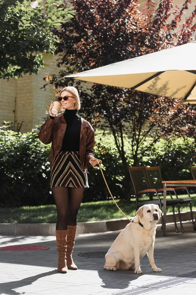 Pleine longueur de femme élégante dans des lunettes de soleil tenant tasse en papier tout en marchant avec labrador près d'un café extérieur — Photo de stock