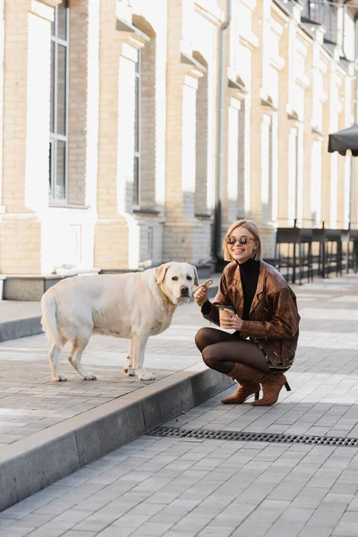 Повна довжина весела жінка в модних сонцезахисних окулярах посміхається і тримає каву, щоб піти, сидячи біля лабрадору — стокове фото