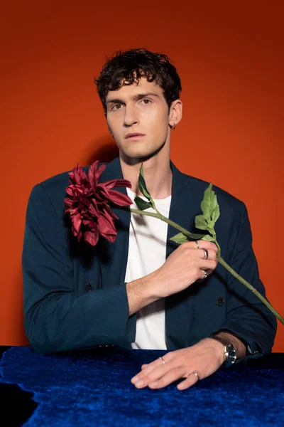 Портрет стильного мужчины с цветком бордового георгины на красном фоне — стоковое фото