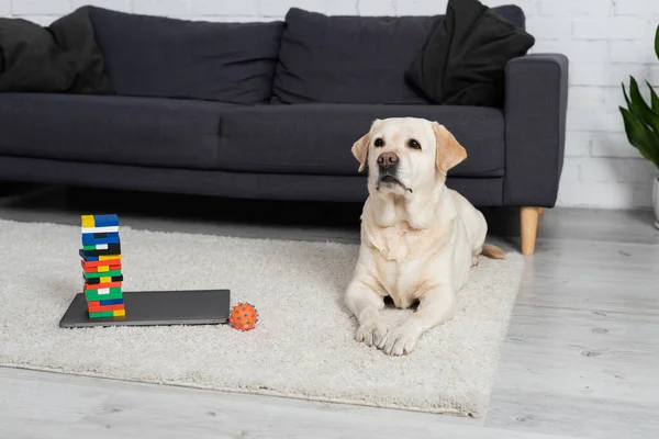 Yellow labrador dog lying on floor carpet near ball and wood blocks game on laptop — Stock Photo
