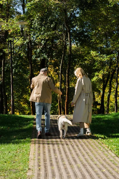 Vista trasera de pareja adulta caminando con labrador en pasarela en parque - foto de stock