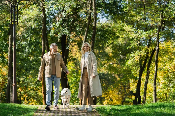 Веселая и зрелая пара с лабрадором гуляющая в зеленом парке — стоковое фото