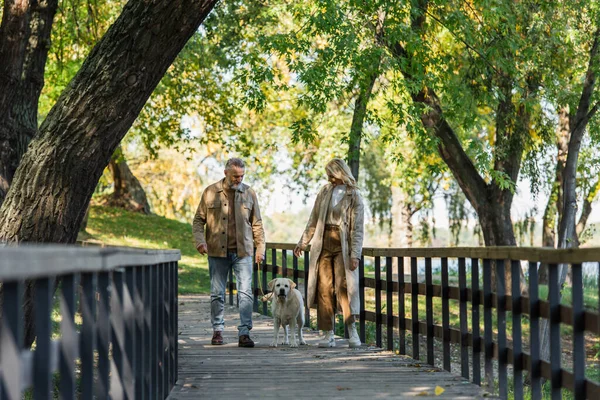 Overjoyed woman in trench coat looking at husband and labrador while spending time in park — Stock Photo