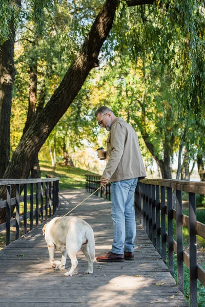 Вид сбоку позитивного человека в солнцезащитных очках, держащего кофе, чтобы пойти рядом с лабрадором на мосту в парке — стоковое фото