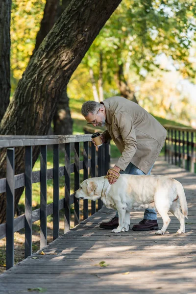Uomo maturo in occhiali da sole in possesso di tazza di carta e petting labrador sul ponte nel parco — Foto stock