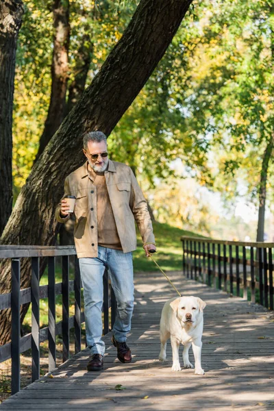 Улыбающийся мужчина средних лет в солнцезащитных очках держит кофе и гуляет с лабрадором в парке — стоковое фото