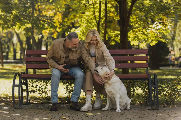 Cheerful mature couple with takeaway coffee petting labrador while sitting on bench in park — Stock Photo