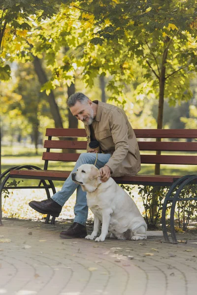Souriant homme mûr tenant du café pour aller et caresser labrador dans le parc — Photo de stock