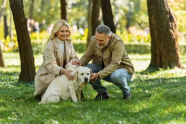 Smiling mature man petting labrador near happy wife on lawn in park — Stock Photo
