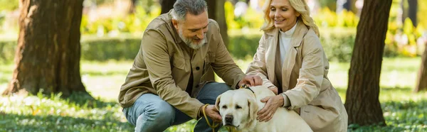 Positive middle aged couple petting labrador on lawn in spring park, banner — Stock Photo