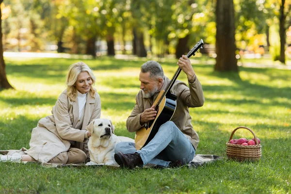 Barbudo hombre de mediana edad tocando la guitarra acústica cerca de esposa feliz y perro labrador durante el picnic en el parque - foto de stock