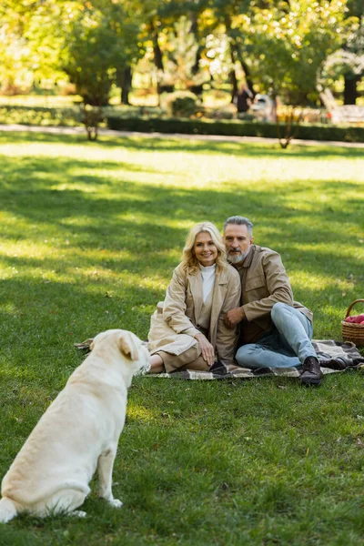 Glückliches Paar mittleren Alters schaut Labrador-Hund beim Picknick im Park auf Decke sitzend an — Stockfoto