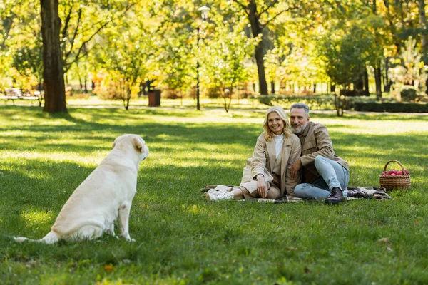 Alegre casal de meia idade olhando para cão labrador enquanto sentado em cobertor durante piquenique no parque — Fotografia de Stock