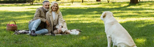 Happy middle aged couple looking at labrador dog while sitting on blanket during picnic in park, banner — Stock Photo