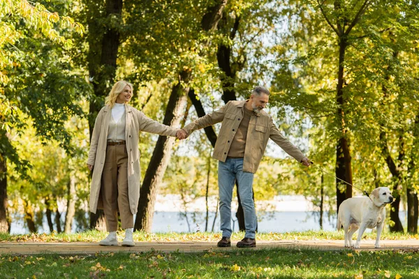 Happy middle aged couple in casual attire holding hands and walking out with labrador dog in park during springtime — Stock Photo
