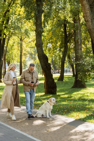 Happy middle aged couple holding coffee to go and walking out with labrador dog in park during springtime — Stock Photo