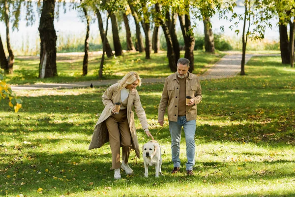 Overjoyed middle aged couple holding coffee to go and walking out with labrador dog in park during springtime — Stock Photo