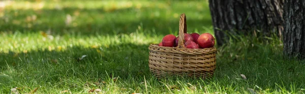 Maçãs vermelhas frescas em wicket cesta no gramado verde com grama fresca, banner — Fotografia de Stock