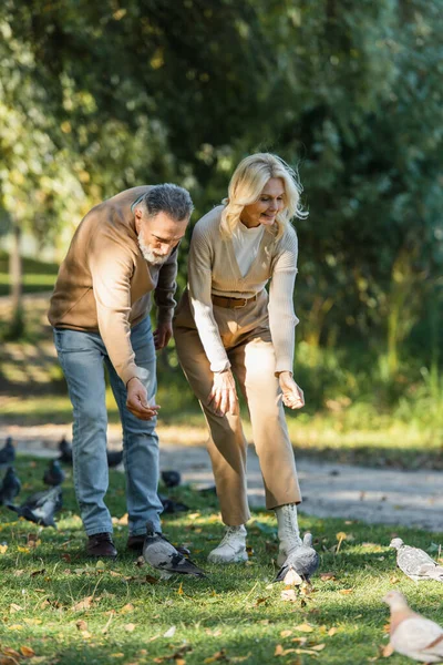 Full length of happy middle aged couple luring wild pigeons in park — Stock Photo