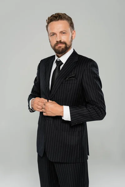 Hombre de negocios barbudo en ropa formal ajustando la chaqueta y mirando a la cámara aislada en gris - foto de stock