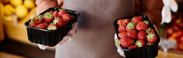 Vista recortada del vendedor maduro sosteniendo dos paquetes de jugosas fresas vibrantes en las manos, bandera - foto de stock