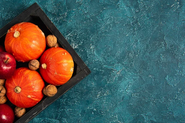Orange pumpkins and red apples with walnuts in black tray on blue textured surface, thanksgiving — Stock Photo