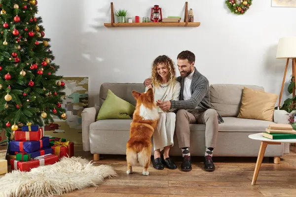 Coppia felice seduta sul divano e giocare con il cane corgi vicino albero di Natale decorato con regali — Foto stock