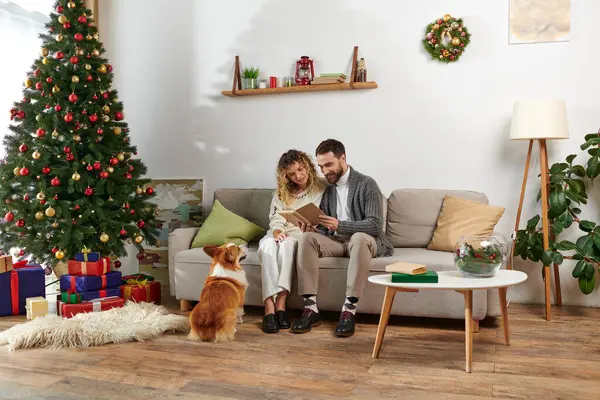 Happy couple sitting on couch and reading book near corgi dog and Christmas tree with presents — Stock Photo