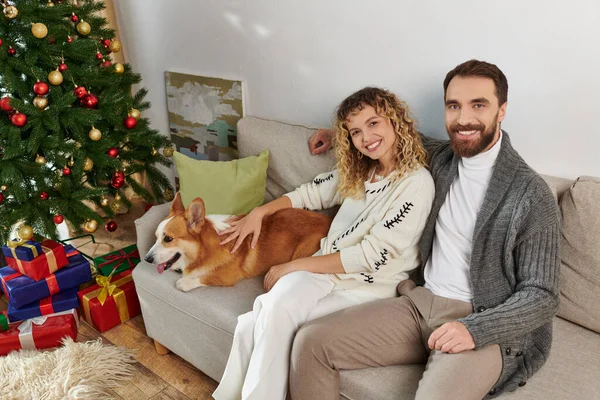 Весела пара сидить на дивані, пудинг коргі собака біля прикрашеної ялинки вдома — стокове фото