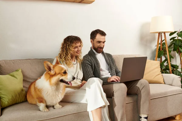 Бородатий чоловік використовує ноутбук і сидить на дивані з кучерявою дружиною і милий коргі собака, працює з дому — стокове фото