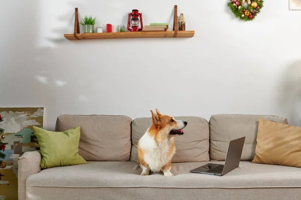 Perro corgi adorable sentado en el sofá junto a la computadora portátil y apartamento decorado en el día de Navidad - foto de stock