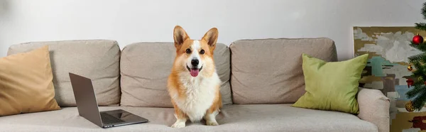 Adorable corgi dog sitting on couch next to laptop and decorated apartment on Christmas day, banner — Stock Photo