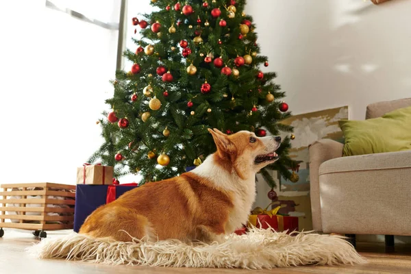 Милый корги собака сидит на пушистом и мягком ковре и глядя вверх рядом с украшенной елкой — стоковое фото