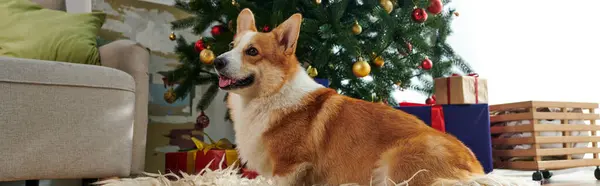 Perro corgi sentado en alfombra mullida y suave y mirando hacia arriba cerca del árbol de Navidad decorado, pancarta - foto de stock