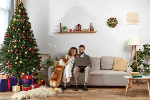 Bearded man using laptop and sitting on couch with curly wife and cute corgi dog near Christmas tree — Stock Photo