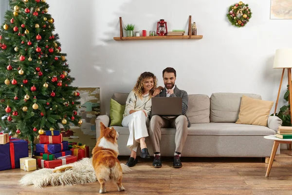 Barbudo hombre usando laptop y sentado en sofá con rizado esposa cerca lindo corgi perro y árbol de Navidad - foto de stock