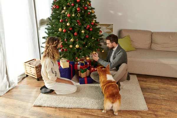 Coppia felice in inverno abbigliamento decorazione albero di Natale vicino avvolto regali e corgi cane — Foto stock