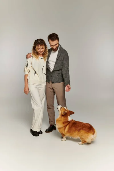 Alegre casal no inverno traje sorrindo e posando com bonito corgi cão no fundo cinza — Fotografia de Stock