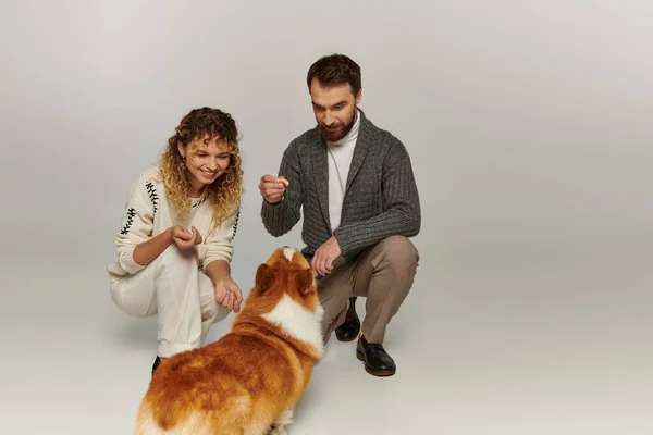 Cheerful couple in winter attire smiling and playing with cute corgi dog on grey background — Stock Photo