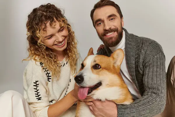 Family portrait, positive man and woman in winter attire playing with cute corgi on grey background — Stock Photo